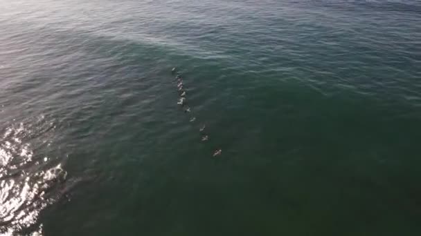 空中拍到一群海鸥在海面上飞翔 — 图库视频影像