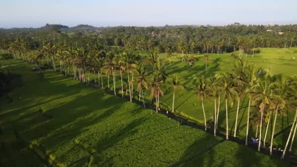 Krajobraz Wiejski Polami Paddy Drzewami Kokosowymi Bali Indonezja Zdjęcia Dronów — Wideo stockowe