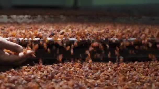 Raisin Processing Plant Manufacturing Process Raisin Worker Doing Quality Control — Stock Video