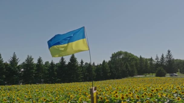 Флаг Украины Над Замедленным Полем Подсолнечника — стоковое видео