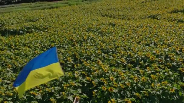 Ayçiçeği Tarlasında Ukrayna Bayrağı Baş Açısı Üzerinde Ağır Çekim — Stok video