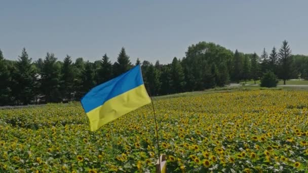 Ukrayna Bayrağı Çiçeği Tarlasında Ağır Çekimde — Stok video