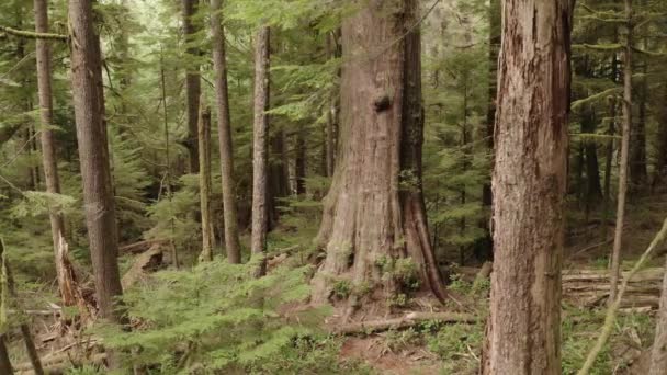 Vancouver Adası Ndaki Ormandaki Dev Bir Kırmızı Sedir Ağacı — Stok video