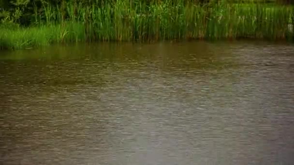 Капли Дождевой Воды Падают Пруд Окружении Высокой Зеленой Травы Сельской — стоковое видео