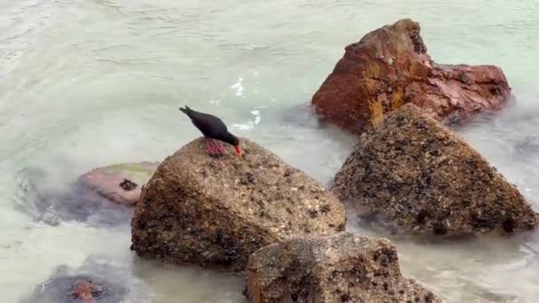 Ostra Captura Comer Mexilhões Nas Rochas — Vídeo de Stock