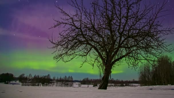 雪の野の北の光と星空の木 時間の経過 — ストック動画