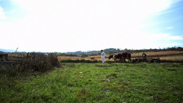 Румунські Селяни Їздять Волами — стокове відео
