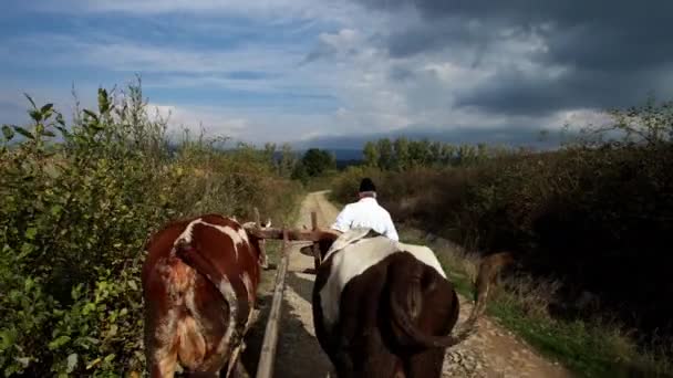 Rumänska Bönder Åker Oxvagn — Stockvideo