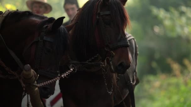 Rumanos Montando Carro Tirado Por Caballos — Vídeo de stock