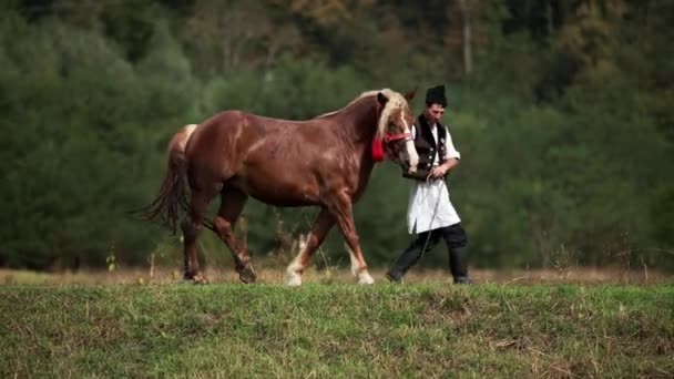 Romanian Traditional Costume Walks Next Horse — Stock Video