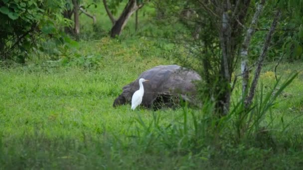 Santa Cruz Dev Kaplumbağa Galapagos Ekvador Çimlerde Besleniyor — Stok video