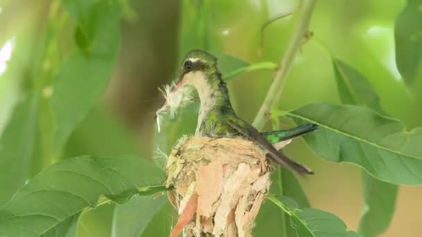Weiblicher Glitzerbauch Kolibri Nuckelt Einem Nest — Stockvideo