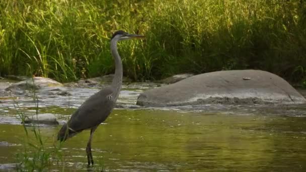 Vild Stor Blå Häger Ardea Herodior Som Står Floden Ström — Stockvideo