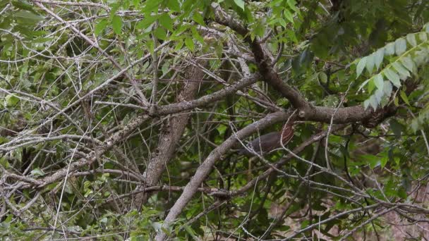 Wide Shot Little Green Heron Walking Branches Bushes Swamp Search — Stock Video