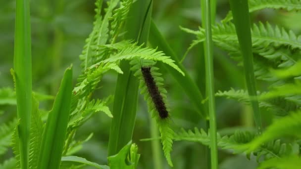 Caterpillar Κινείται Προς Πάνω Στο Ταξίδι Των Φύλλων — Αρχείο Βίντεο