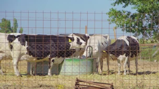 Кілька Корів Ють Полі Ферми — стокове відео