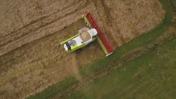 Ripe Crop Grass Zaden Geoogst Door Een Combinatie Van Oogstmachine — Stockvideo