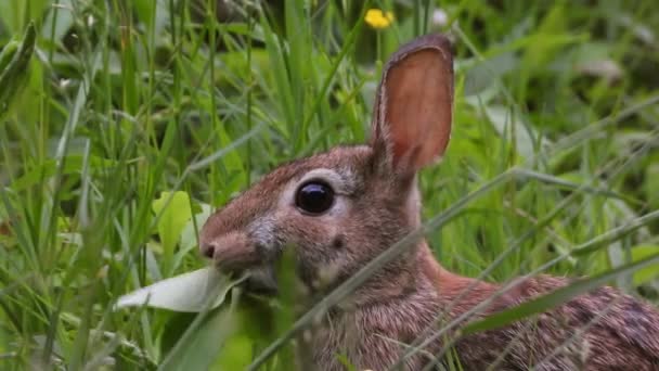 Kanin Bomullsvans Hare Äter Näringsrika Blad Huvud Närbild — Stockvideo