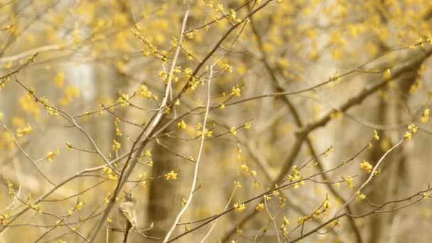 Piękny Złoty Korona Królewski Szukam Pokarm Gałąź Drobny Kwiat — Wideo stockowe