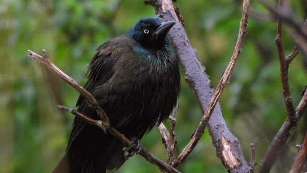 Kuru Dala Asılarak Yakındaki Başka Bir Kuşu Izliyorlar — Stok video