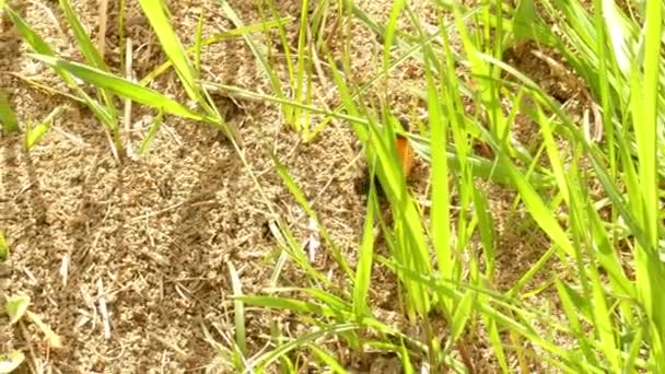 Chenille Déplaçant Sur Herbe Côté Fourmi — Video