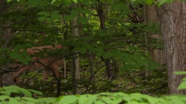 사슴귀여운 사슴은 조심스럽게 걸어다니고 — 비디오