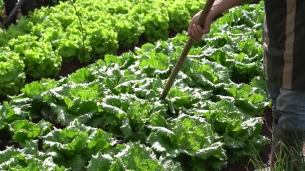 Mand Der Bruger Skovl Til Høste Salat – Stock-video