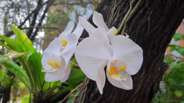 Colpo Ravvicinato Quattro Orchidee Bianche Fiorisce Tronco Albero Area Urbana — Video Stock