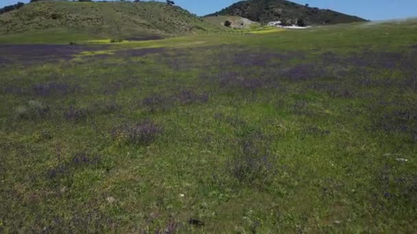緑の芝生の上を紫色と黄色の花々が飛行するドローン映像 — ストック動画