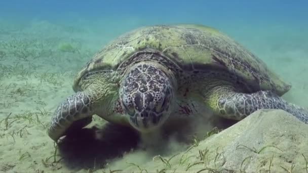 Groene Zeeschildpad Voeden Close Zeegras — Stockvideo