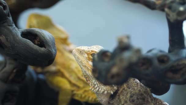 Deux Pogona Dragons Barbus Intérieur Vivarium Avec Branche Arbre — Video