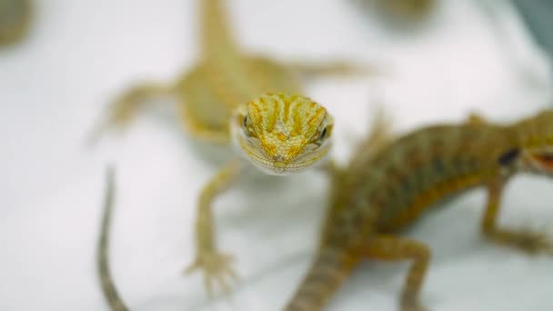 Closeup Bearded Dragon Looking Camera While Other Digging Container — Stock Video