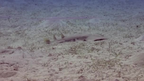 Guitarra Tubarão Nadando Sobre Fundo Areia Mar Vermelho — Vídeo de Stock