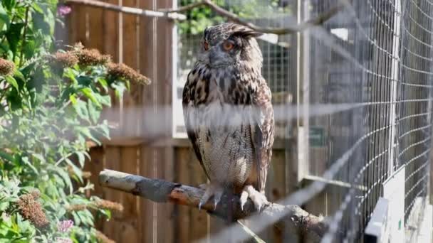 Gros Plan Une Belle Chouette Pharaon Aigle Perchée Sur Une — Video