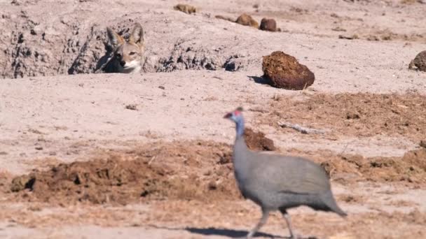 ジンベイザメ カラハリ ボツワナのための水飲み場で待ち伏せされている黒いジャッカルのミディアムショット — ストック動画