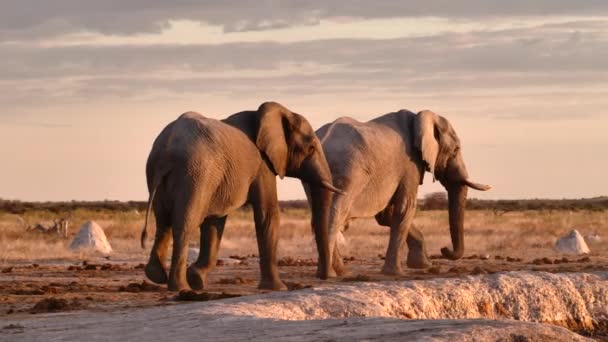 Wide Shot Two Elephant Bulls Walking Waterhole Slow Motion Botswana — Stock Video