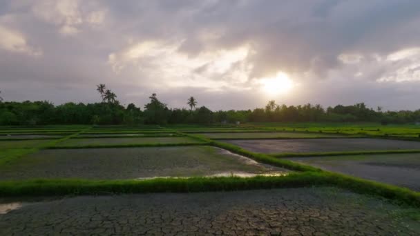 งโดรนทางอากาศของสนามข าวแห งแตกโดยไม าวท บโตในว เมฆ — วีดีโอสต็อก