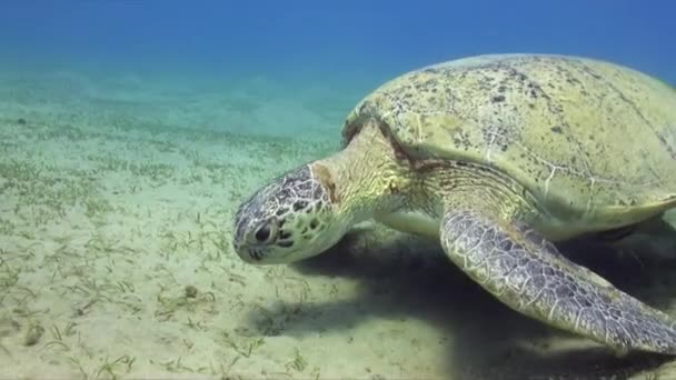 Żółw Zielony Żywiący Się Trawą Morską Bliska Morzu Czerwonym — Wideo stockowe