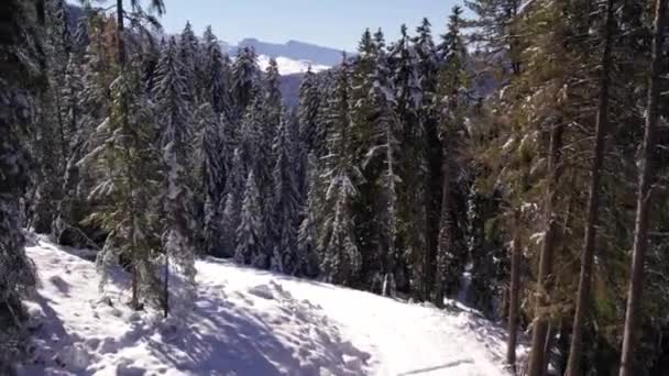 Osamělá Stezka Pokrytá Sněhem Lesem Borovic Alpách Vzdušná — Stock video