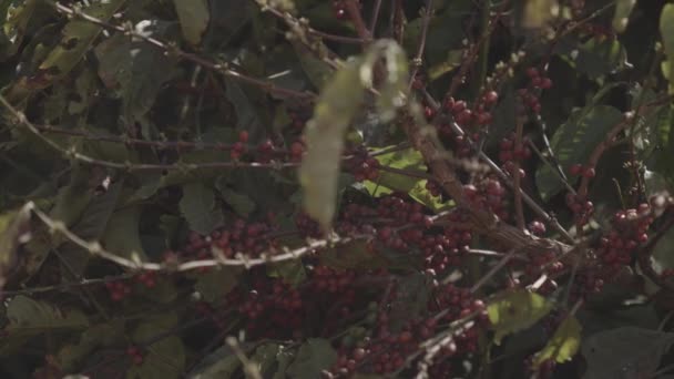 ブラジルのプランテーションで収穫と焙煎の準備ができている熟した赤いコーヒー果実がたくさんあるブッシュ — ストック動画