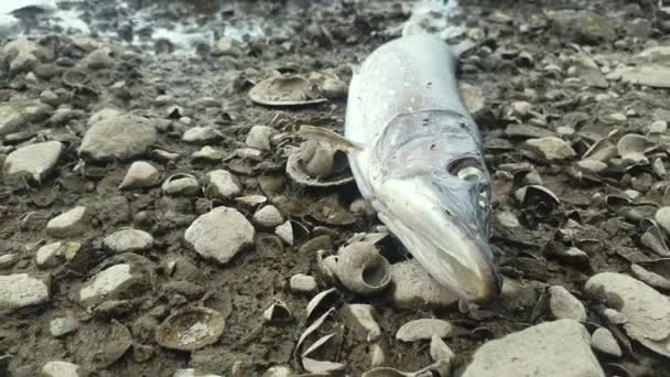 Химические Отходы Брошенные Одре Отравление Убийство Тысяч Рыб Польше Выстрел — стоковое видео
