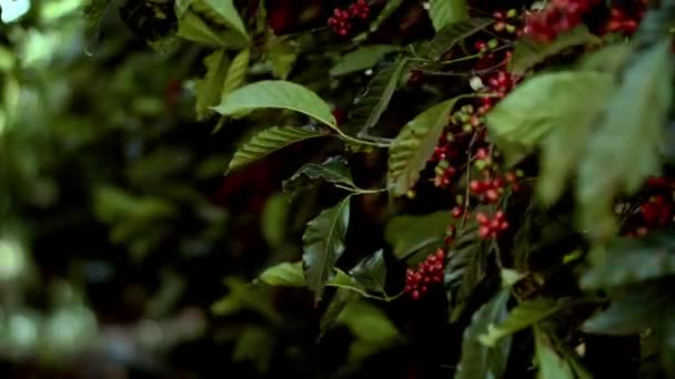 Brezilya Daki Bir Çiftlikte Rüzgarda Sallanan Kırmızı Böğürtlenli Kahve Çalısı — Stok video