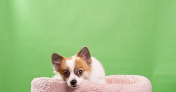 Niedlicher Chihuahua Liegt Auf Seinem Bett Und Schaut Die Kamera — Stockvideo
