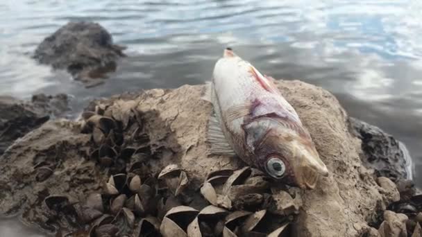 Poissons Morts Empoisonnés Sur Rocher Oder River Pologne Catastrophe Écologique — Video