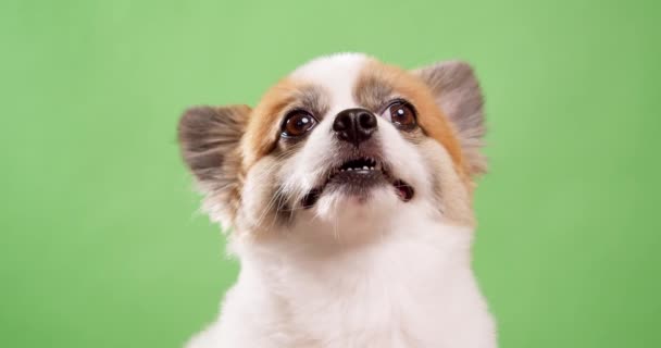 Zamknij Film Trochę Zabawne Energiczny Mały Pączek Biały Kolorowy Pies — Wideo stockowe