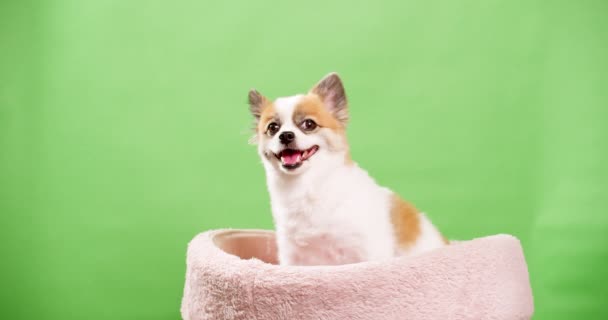 Cute Dog Pozowanie Wideo Studio Chroma Kluczem Tła — Wideo stockowe