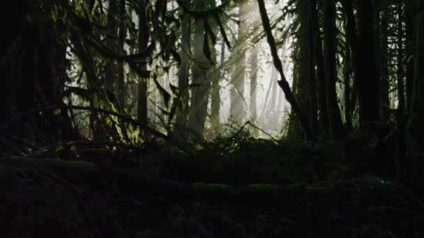 Une Inclinaison Vers Haut Pour Révéler Des Faisceaux Lumineux Dans — Video