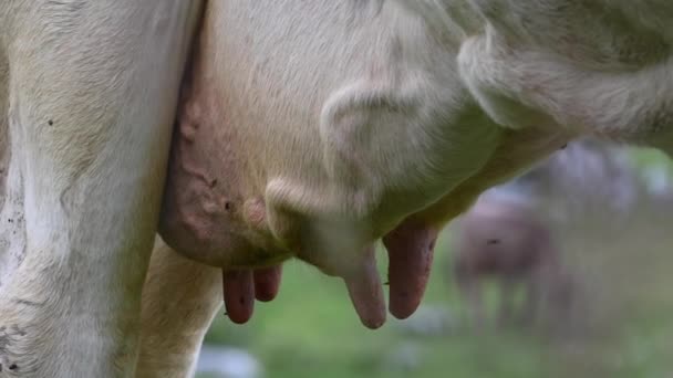 Pezones Una Vaca Ubres Del Animal Prado Suizo Los Alpes — Vídeo de stock