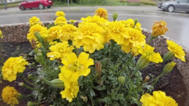 Close Slow Motion Shot Yellow Flowers Concrete Pot Side Walk — Stock video