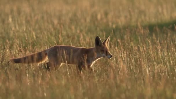 Rotfuchs Vulpes Vulpes Läuft Gemächlich Durch Die Wiese Bei Sonnenuntergang — Stockvideo